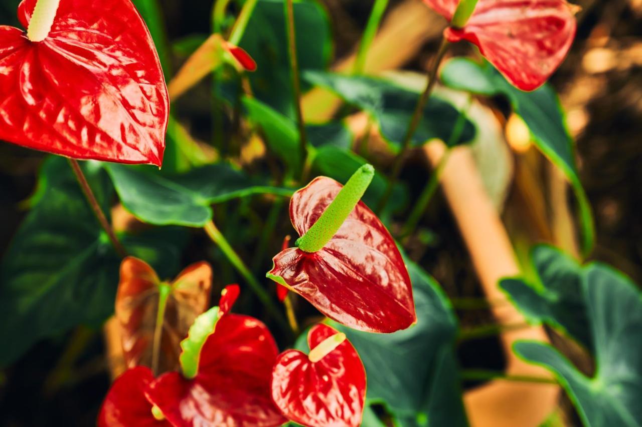 La Kaz Fleur Vanille Saint-Benoît Dış mekan fotoğraf